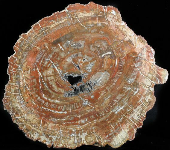 Colorful Petrified Wood Slab - Madagascar #47278